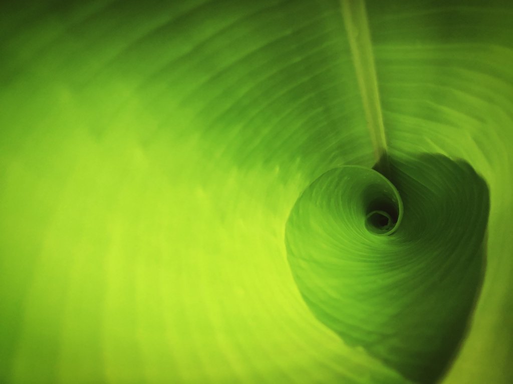 陰冷雨天的蕉葉