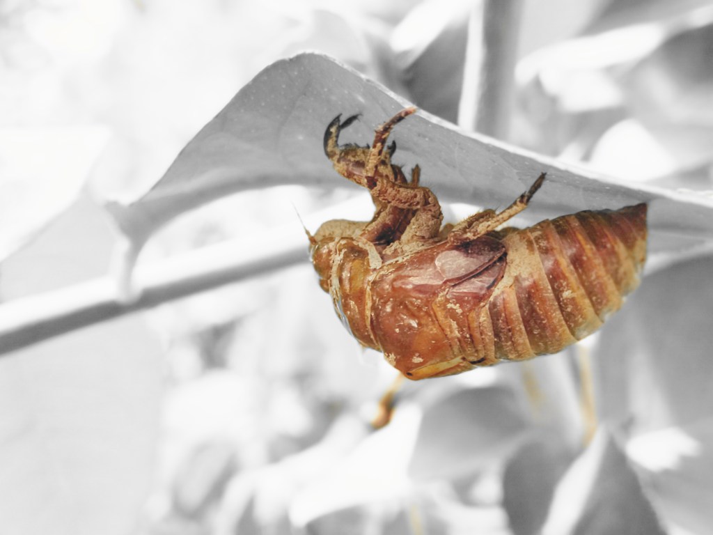 需要多長時間才能“開聲”？