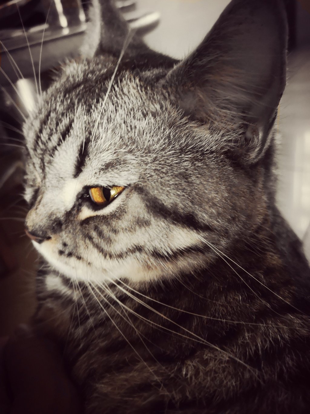 貓咪的聲學秘密