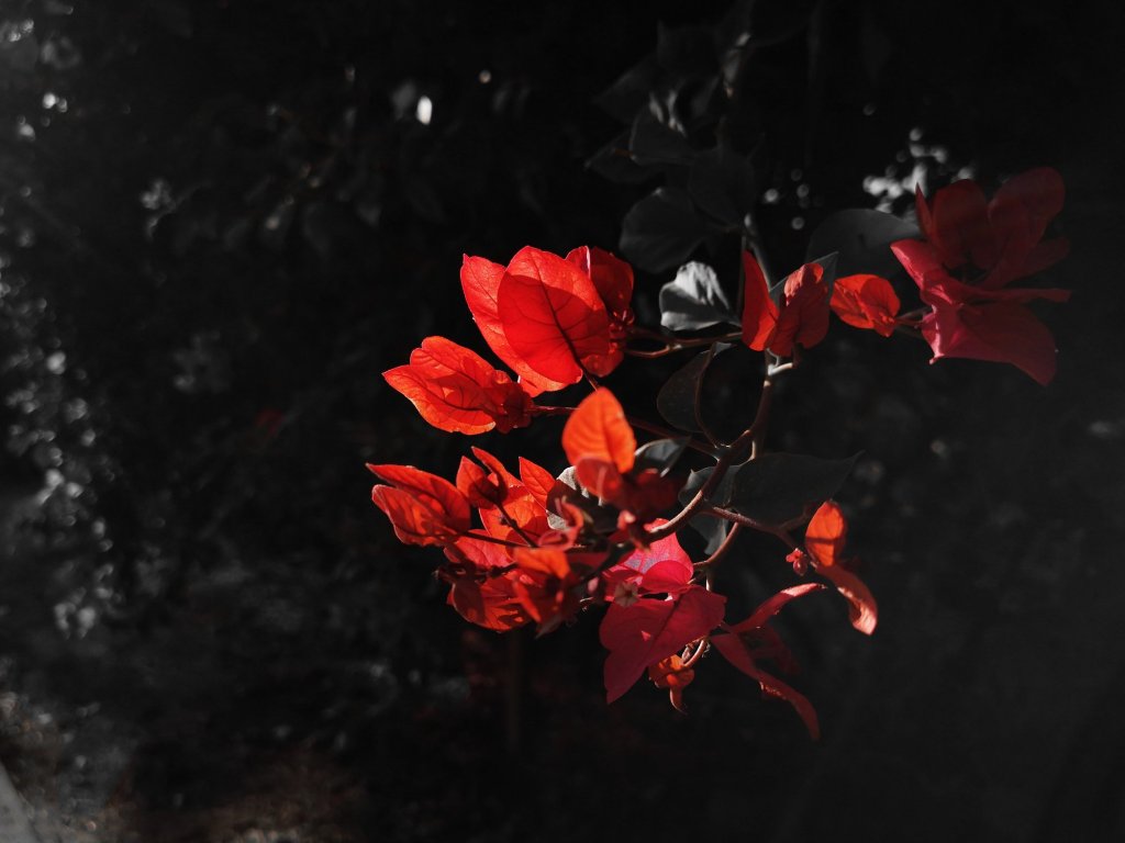 “真正的愛國”