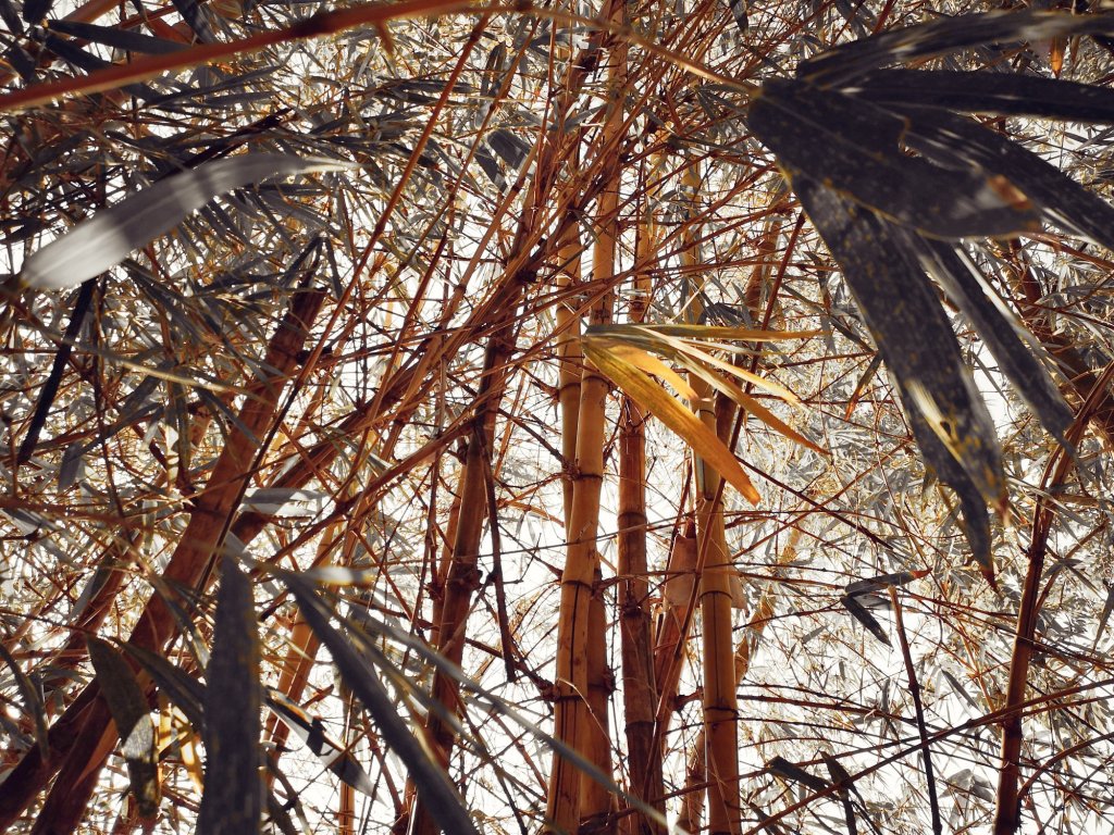 “山中自有黃金竹”